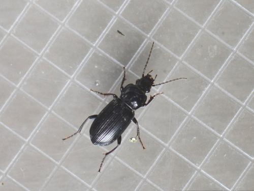 Pterostichus nigrita